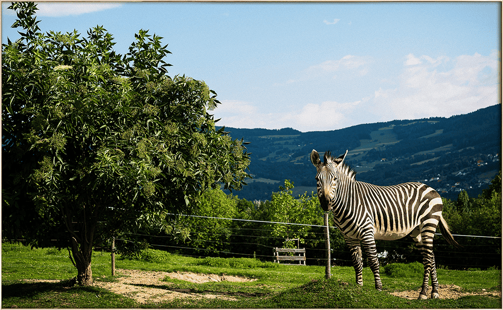 Tierpark Herberstein